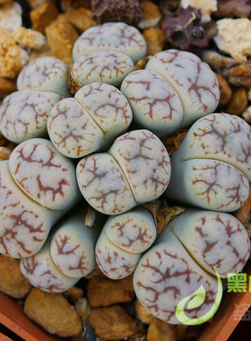 C188 EX 闪电红纹云映玉 优选母本 自产生石花种子种荚 黑白绚丽