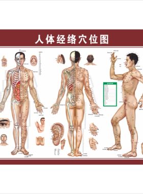 标准人体经络穴位大挂图海报中医身体穴位图医学院养生馆装饰墙贴