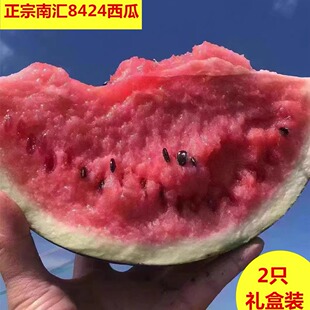正宗上海南汇8424西瓜2只/4只礼盒装头藤西瓜新鲜水果产地直发