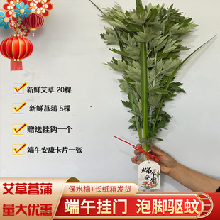 新鲜艾草叶端午节挂门窗整颗艾草泡脚泡澡野生干艾蒿驱蚊全株艾叶