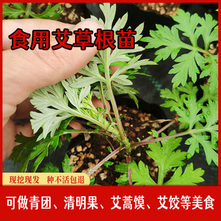 农村野生小叶食用艾草苗甜艾苗庭院四季种植种苗艾苗食用艾草苗