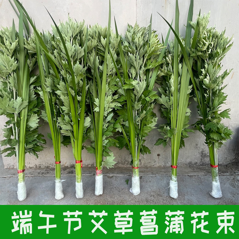 新鲜艾草艾叶端午节挂门窗整颗全株艾草菖蒲挂饰月子洗头泡澡脚包