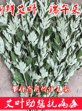 新鲜端午节野生除螨虫干艾叶