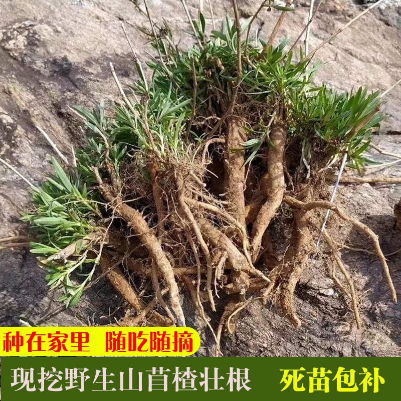 山东新鲜野菜山蚂蚱根山苜楂根新货山菜根山麻楂山珍菜苗包成活