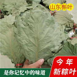 干粽叶精选粽叶野生大槲叶新鲜晾干包粽子胡叶玻璃桲椤叶菠萝叶饼