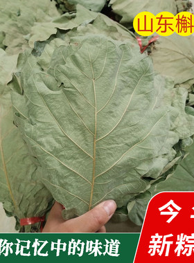 干粽叶精选粽叶野生大槲叶新鲜晾干包粽子胡叶玻璃桲椤叶菠萝叶饼