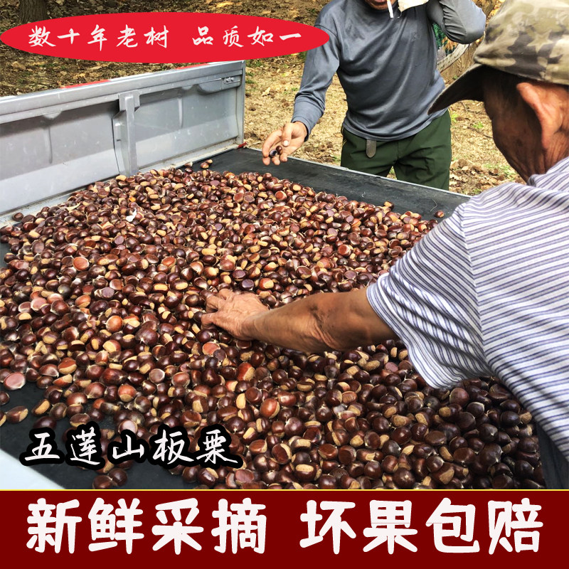 山东五莲山板栗新鲜小油栗小栗子野生小板栗毛栗子生栗子黄心现摘