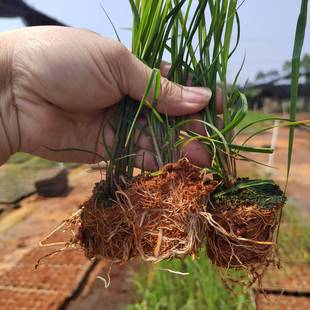 脱毒组培苗 粤脆糖蔗2号牧草王带泥带土保湿发货含糖18个现拔现发