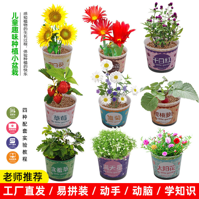 科学实验diy桌面盆栽水培植物