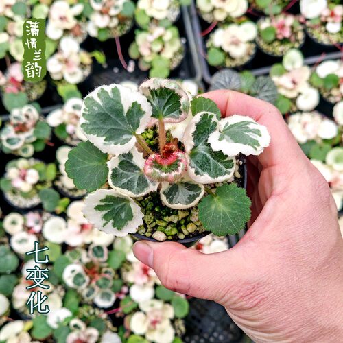 七变化 虎耳草 桌面微型盆栽绿植微景观山野草