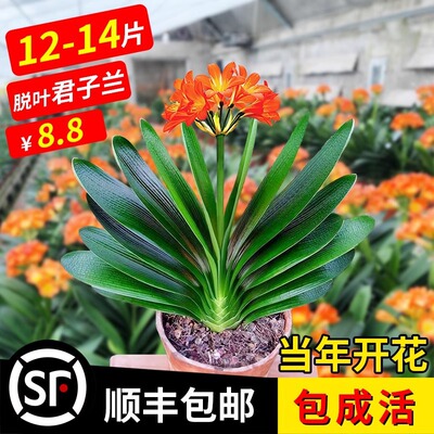 精品君子兰盆栽室内植物四季好养活绿植圆头和尚适合懒人养的花卉