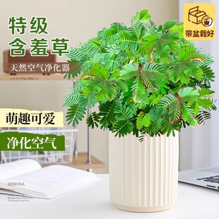 含羞草桌面盆栽室内客厅害羞草幼儿园可爱好养活四季常青情绪绿植