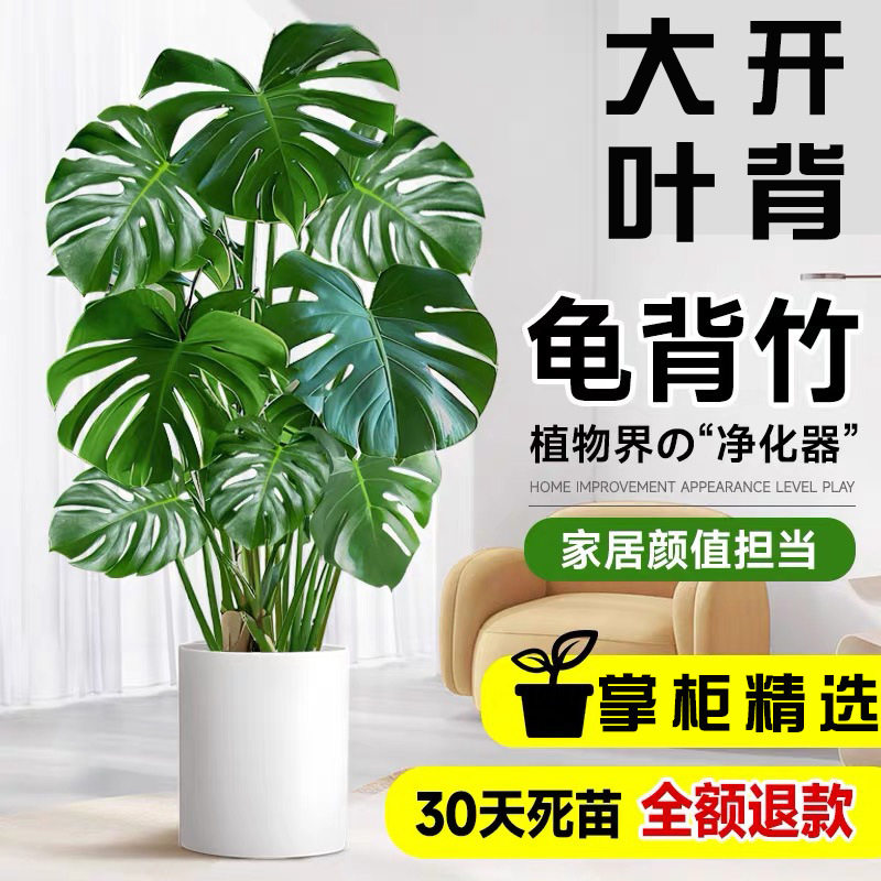 龟背竹盆栽室内绿植大叶开背老桩客厅办公室耐阴植物花卉净化空气图片