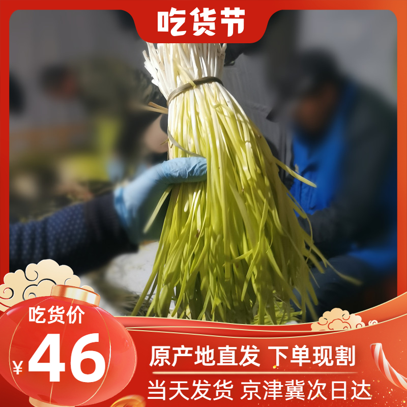 深州黄韭黄韭菜黄韭菜河北深州