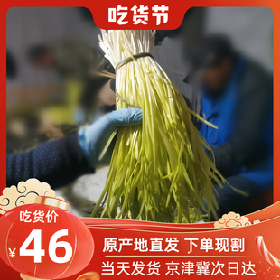 河北深州特产头茬黄韭菜包邮新鲜种植户直发整箱年夜饭饺子馅韭黄