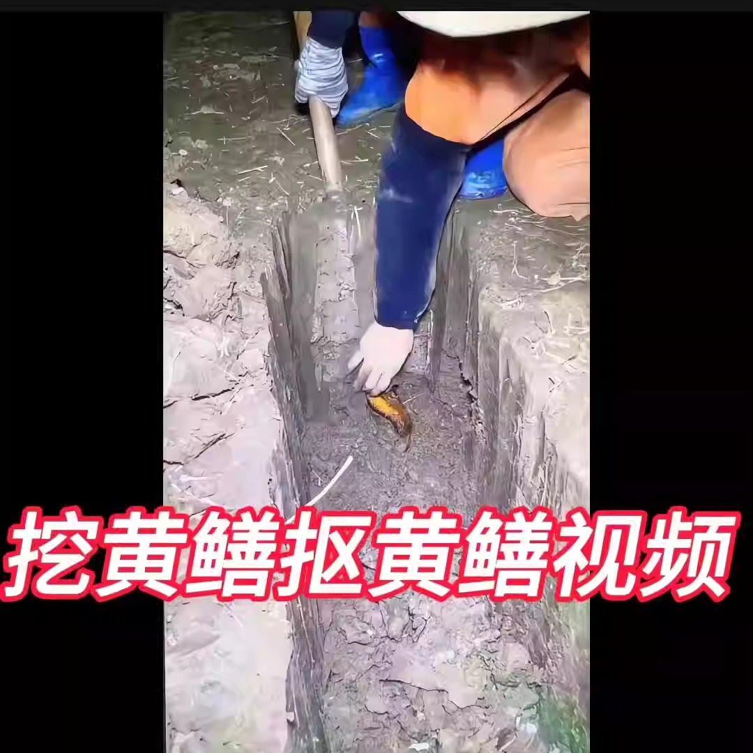 挖黄鳝视频原背景声 可送抖音直播稿 2个视频3小时竖屏高清无水印