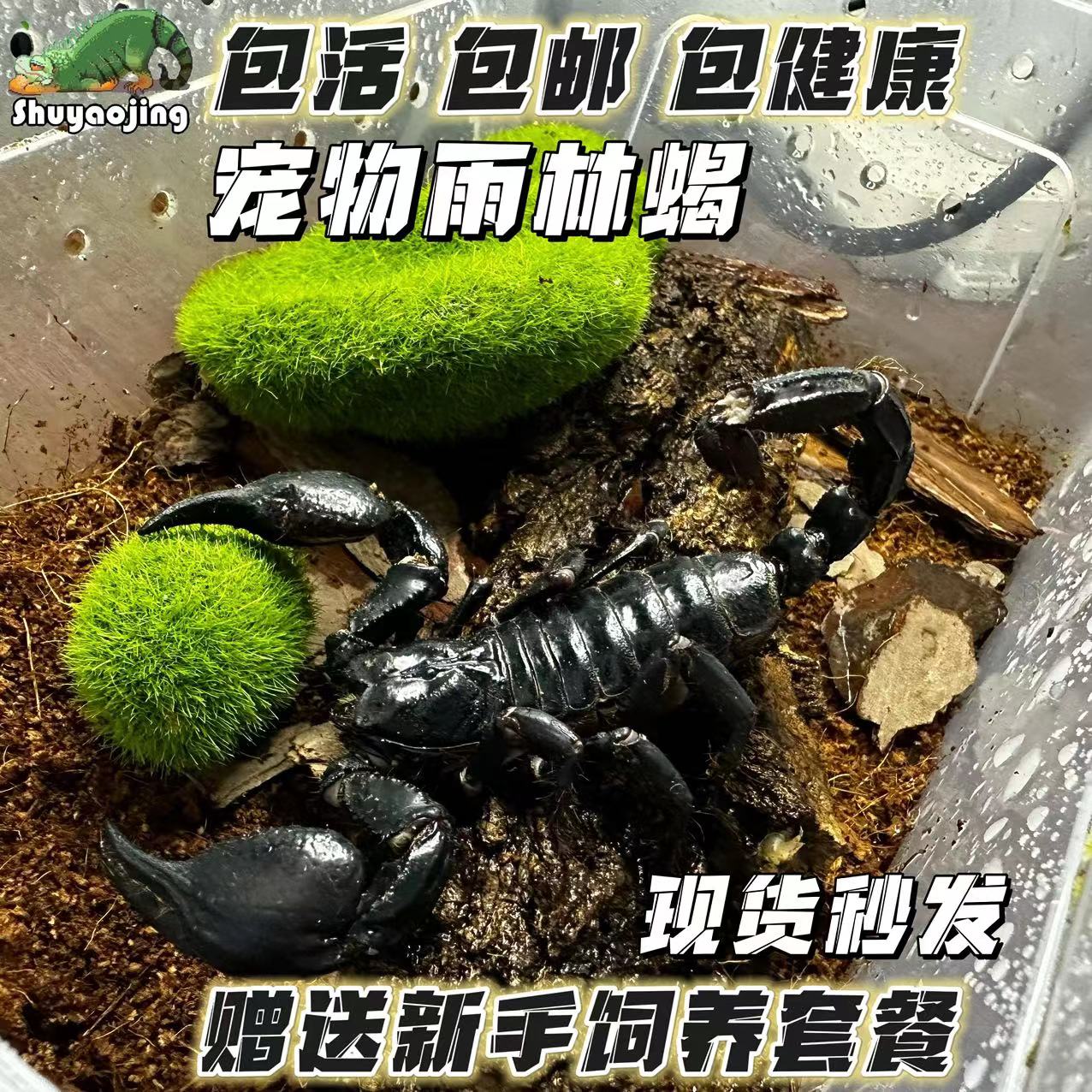 蝎子摄影图__昆虫_生物世界_摄影图库_昵图网nipic.com