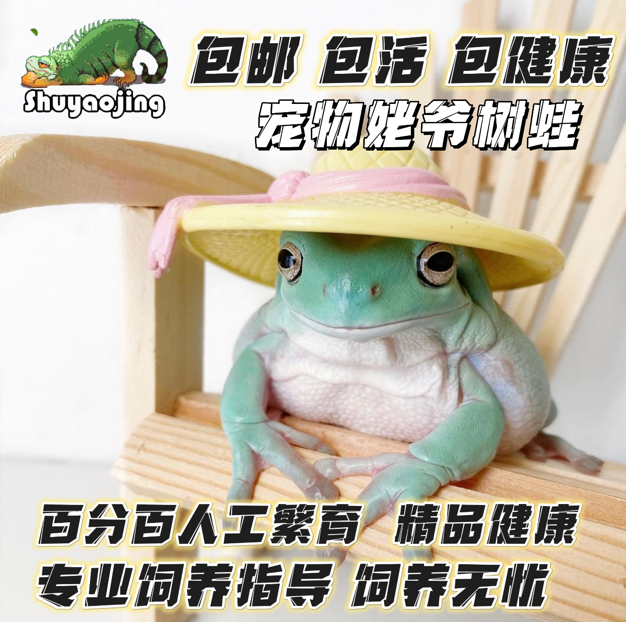 姥爷树蛙造景活体温顺包邮包活