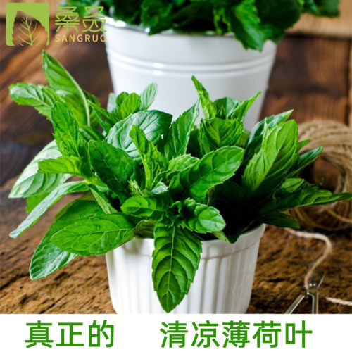 【桑叒】薄荷叶清凉型新鲜薄荷叶泡水纯露调酒可食用提神醒脑做膏