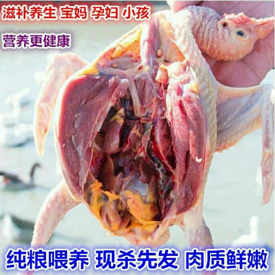 鸽子肉新鲜现杀三年老鸽子土鸽子五谷杂粮喂养上顺丰,水产肉类/新鲜蔬果/熟食,整鸡/整鸡制品,淘宝优惠券,粉丝福利购,淘宝优惠卷