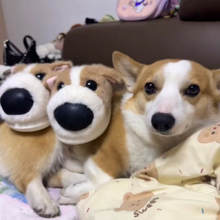 小狗柯基拖鞋可爱情侣冬季保暖家居室内防滑防臭狗狗包跟棉拖鞋