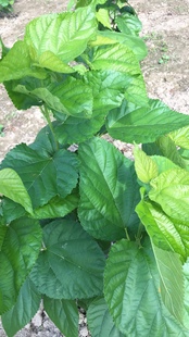 农桑14号养蚕桑树苗叶桑苗蚕桑苗学校养蚕盆栽桑树活苗生桑叶树