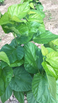 农桑14号养蚕桑树苗叶桑苗蚕桑苗学校养蚕盆栽桑树活苗生桑叶树