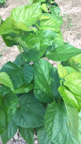 农桑14号养蚕桑树苗叶桑苗蚕桑苗学校养蚕盆栽桑树活苗生桑叶树