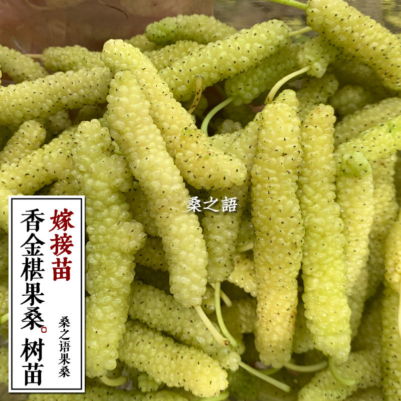 香金葚黄金椹树苗白长果桑黄金桑苗桑葚树苗果桑四季占地果苗桑树