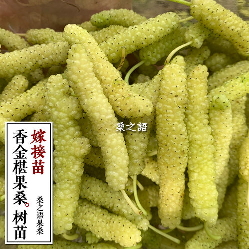 香金葚黄金椹树苗白长果桑黄金桑苗桑葚树苗果桑四季占地果苗桑树