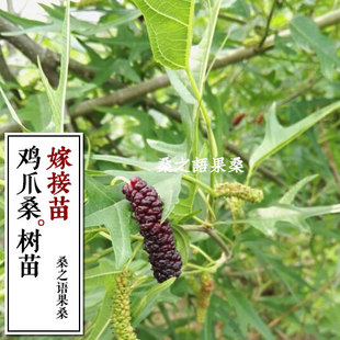 鸡甜桑果桑苗鸡脚叶桑葚果树苗桑葚果树品种甜鸡桑凤尾桑燕尾桑苗