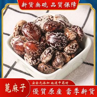 新货野生蓖麻子中药材500g新鲜红蓖麻籽仁蓖麻子种熟另售 蓖麻油