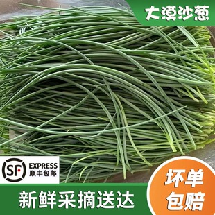 顺丰包邮新鲜沙葱甘肃民勤特产新鲜蔬菜农家自种现采现发坏单包赔