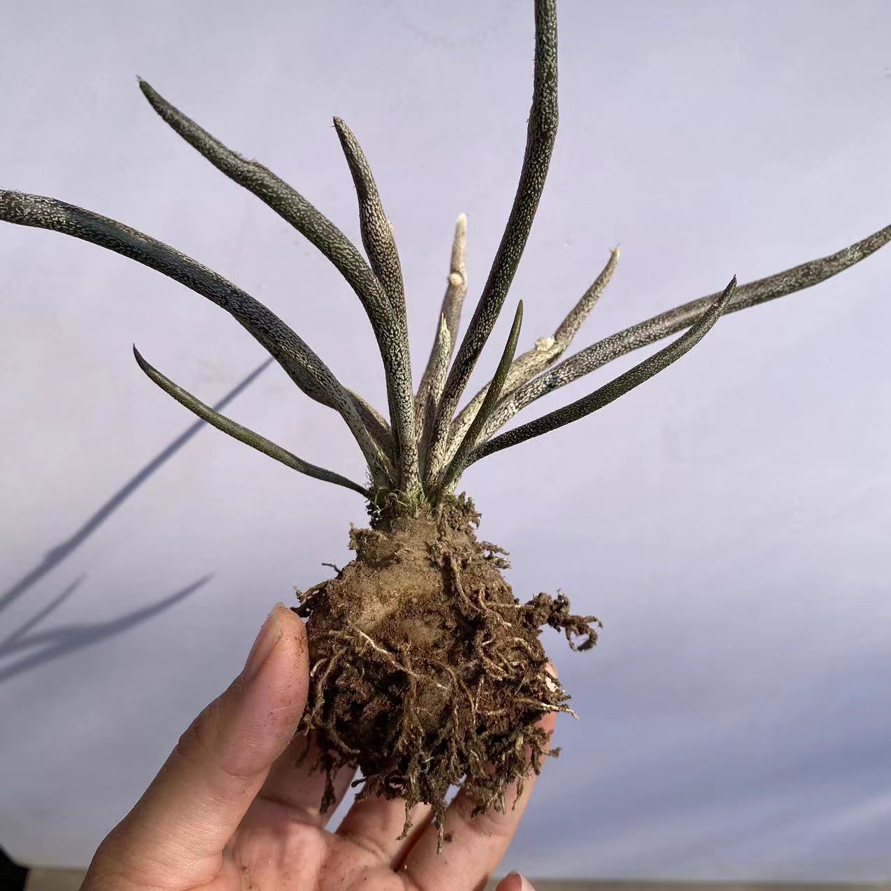 美杜莎仙人球实生超大块根