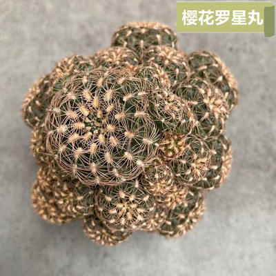 樱花罗星丸群生多头仙人球