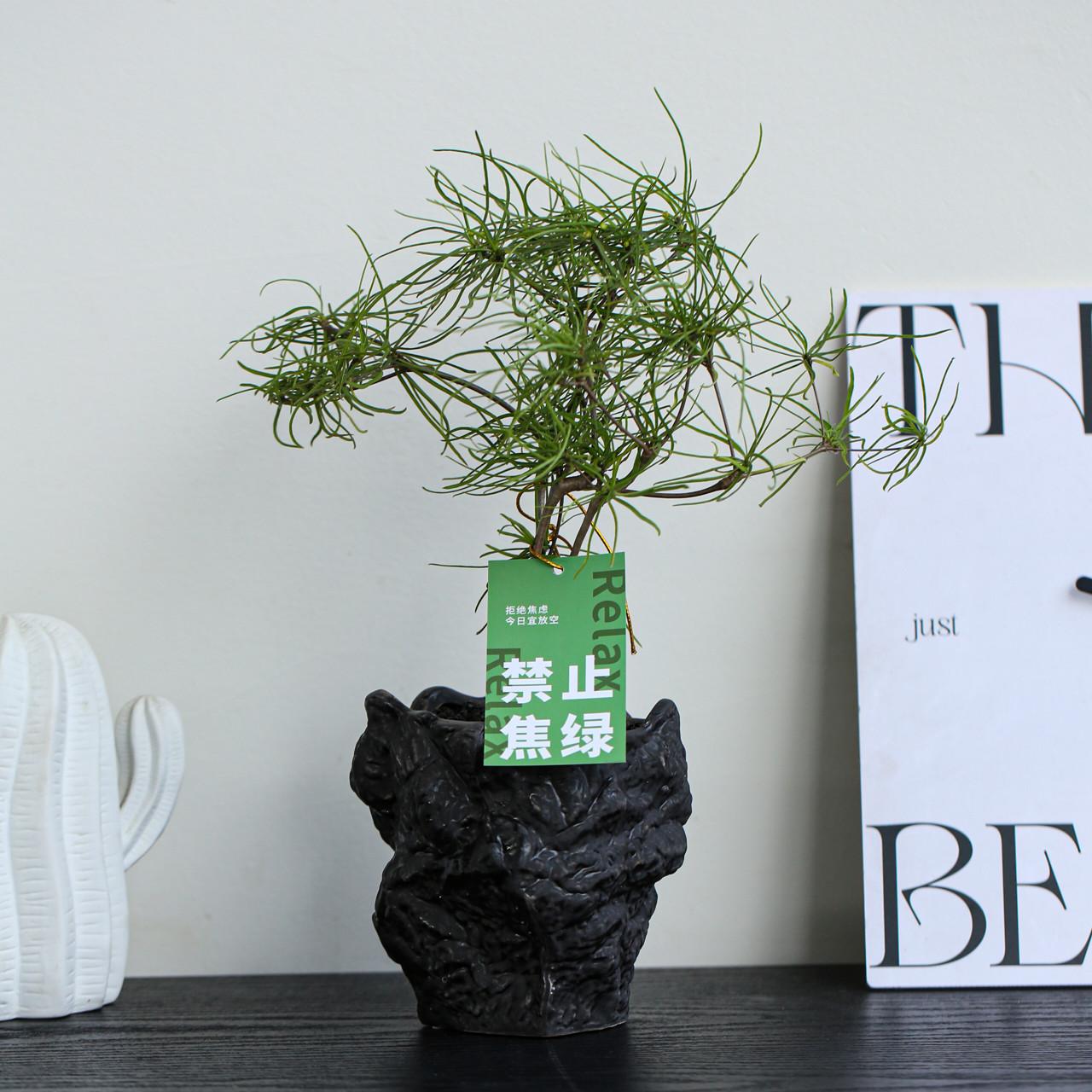 柳叶麒麟多肉植物盆栽