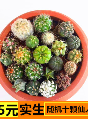 实生仙人球小苗随机套餐星兜多肉植物盆栽仙人掌开花绯花玉鸾凤玉
