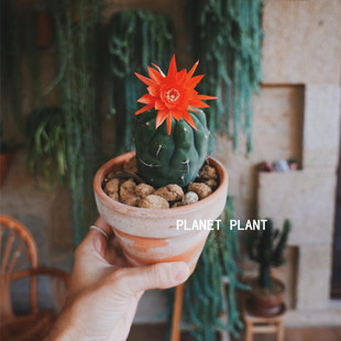 planetplant | 奇仙玉仙人球实生红花多肉植物超大室内小盆栽无刺