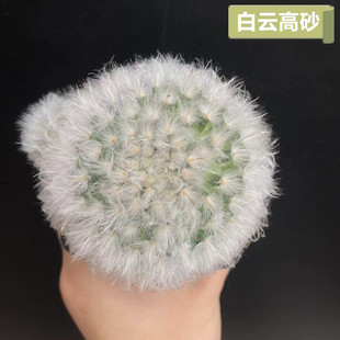 白云高砂仙人球实生乳突球属精品稀有品种开花仙人掌多肉实物拍摄