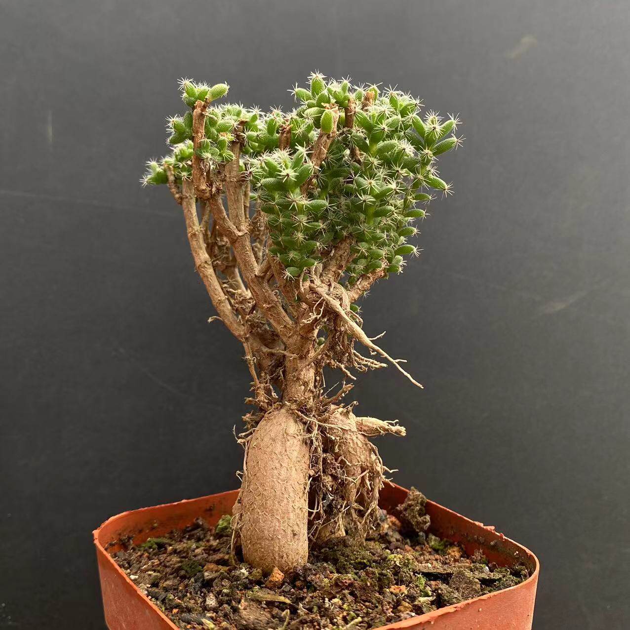 姬红小松老桩番杏科仙宝属开花仙人球多肉植物块根盆景组合盆栽花