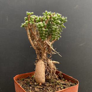 姬红小松老桩番杏科仙宝属开花仙人球多肉植物块根盆景组合盆栽花