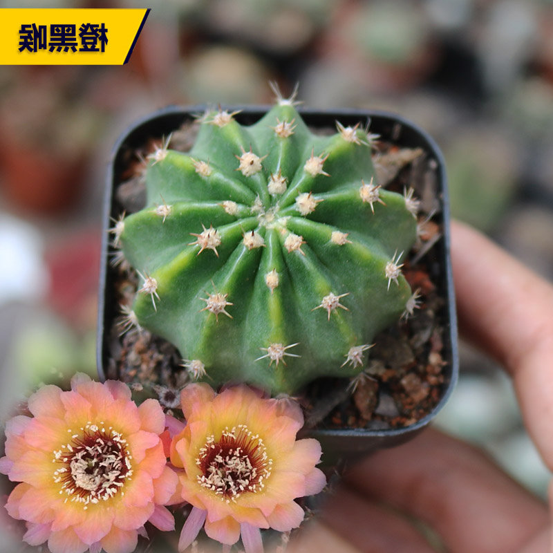 橙黑喉仙人球盆栽室内花卉开花仙人掌桌面绿植多肉植物防辐射肉肉