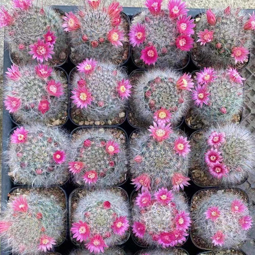 高沙实生仙人球乳突属开花