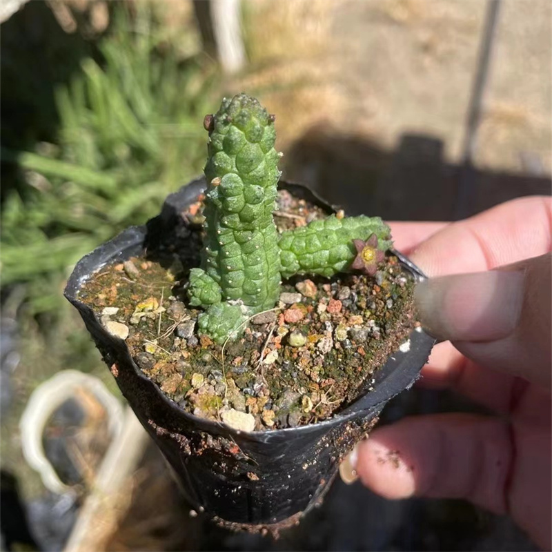 枣花青龙角萝藦科开花