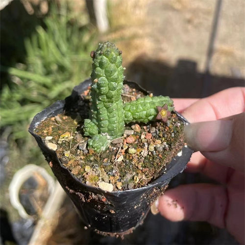 枣花青龙角萝藦科开花