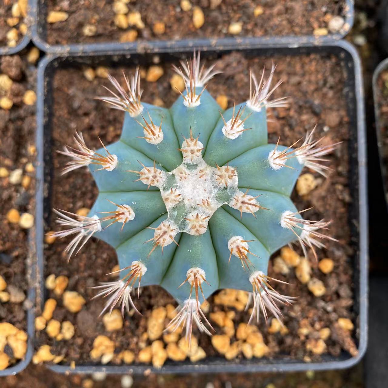 正版蓝云仙人球开花稀有品种仙人掌室内盆栽多肉植物贵货实拍云系-封面