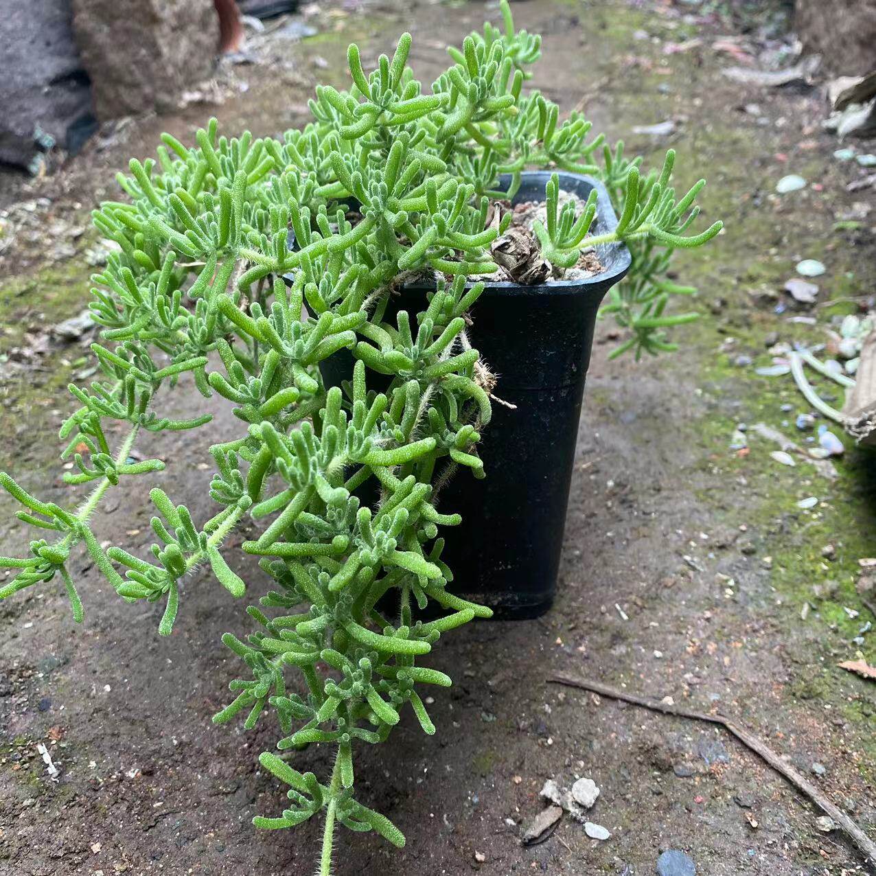 枝干番杏老桩开花多肉植物室内盆栽花卉好养活群生肉肉小盆栽稀有