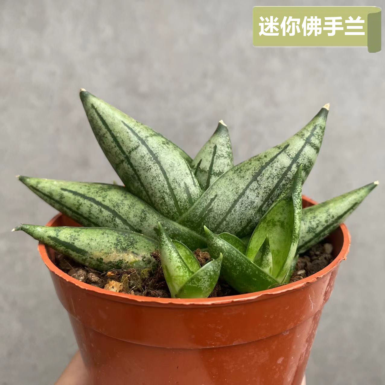 迷你佛手兰虎皮兰科好养迷你可爱小盆栽长不大品种多肉植物新品种