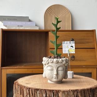 鱼骨令箭多肉植物盆栽创意新中式禅意国风一念花开禅意桌面好养活