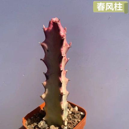 春风柱仙人柱彩色彩麒麟稀有品种多肉植物盆栽花卉绿植新品实拍